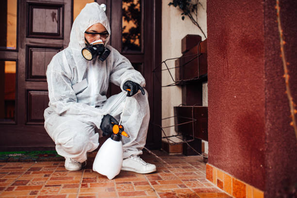 Attic and Crawl Space Rodent Treatment in Plattsburgh